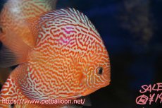 画像1: 【今月の特価個体】【ディスカス】【通販】レッドスポットグリーンクロスワイルドロイヤルグリーン【個体販売】14-15cm（生体）ペナン　ブリーダー コイケンロック (1)