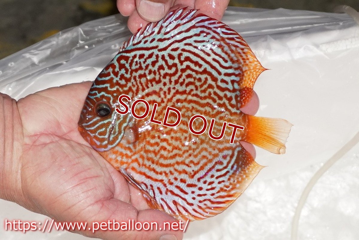 画像2: 【ディスカス】【通販】レッドスポットグリーンクロスワイルドロイヤルグリーン【個体販売】14-15cm（生体）ペナン　ブリーダー コイケンロック (2)