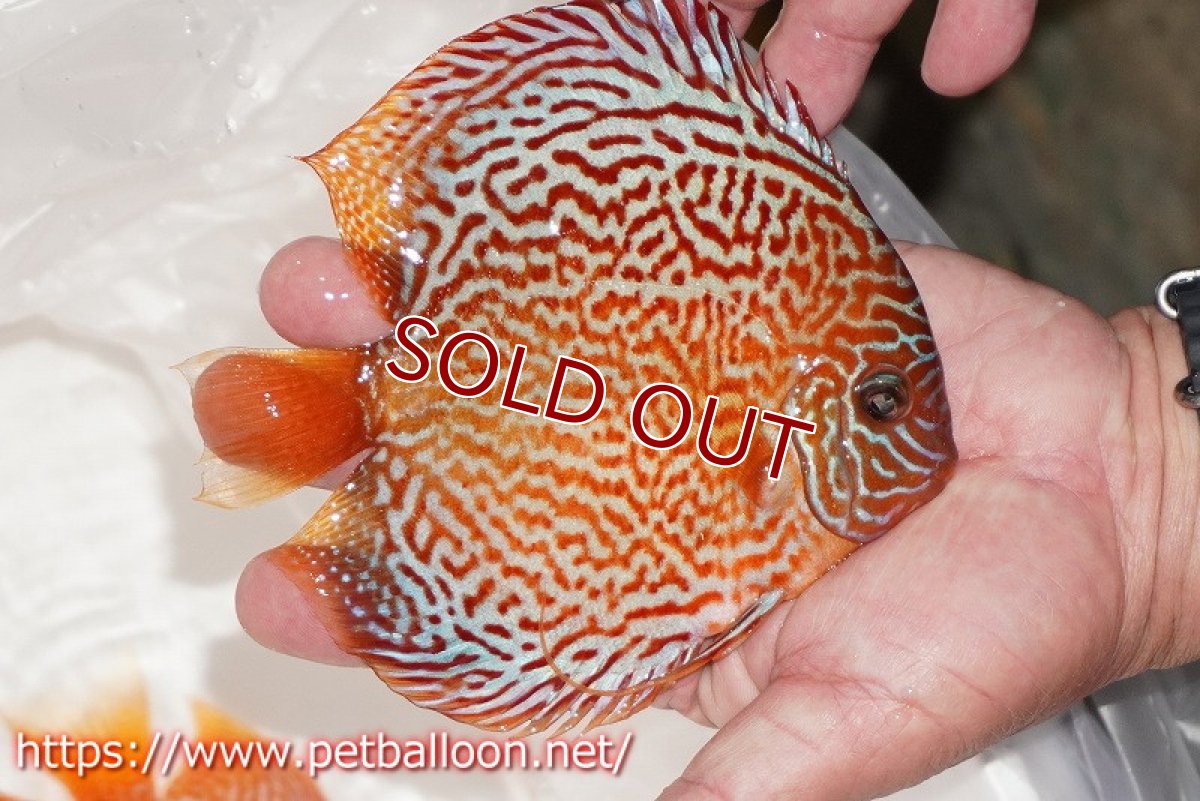 画像3: 【ディスカス】【通販】レッドスポットグリーンクロスワイルドロイヤルグリーン【個体販売】14-15cm（生体）ペナン　ブリーダー コイケンロック (3)