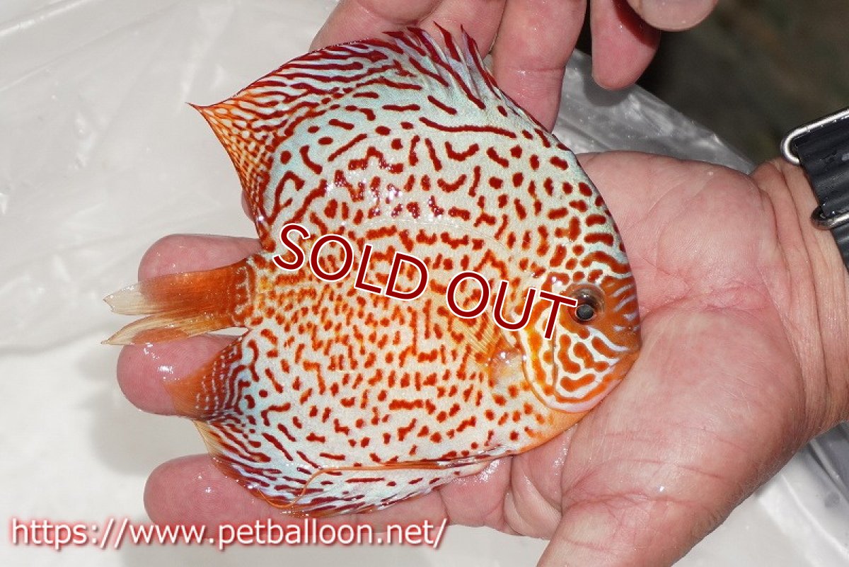 画像3: 【ディスカス】【通販】レッドスポットグリーンクロスワイルドロイヤルグリーン【個体販売】14-15cm（生体）ペナン　ブリーダー コイケンロック (3)