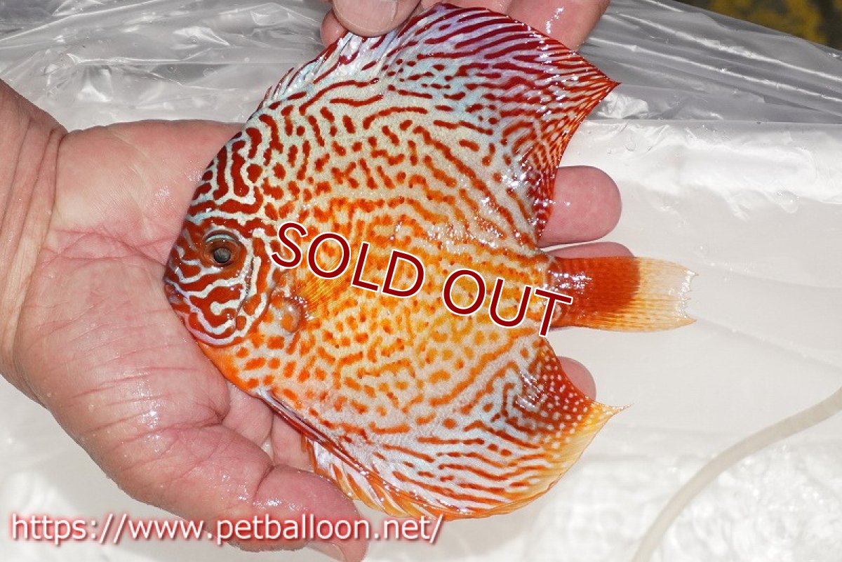 画像2: 【ディスカス】【通販】レッドスポットグリーンクロスワイルドロイヤルグリーン【個体販売】14-15cm（生体）ペナン　ブリーダー コイケンロック (2)