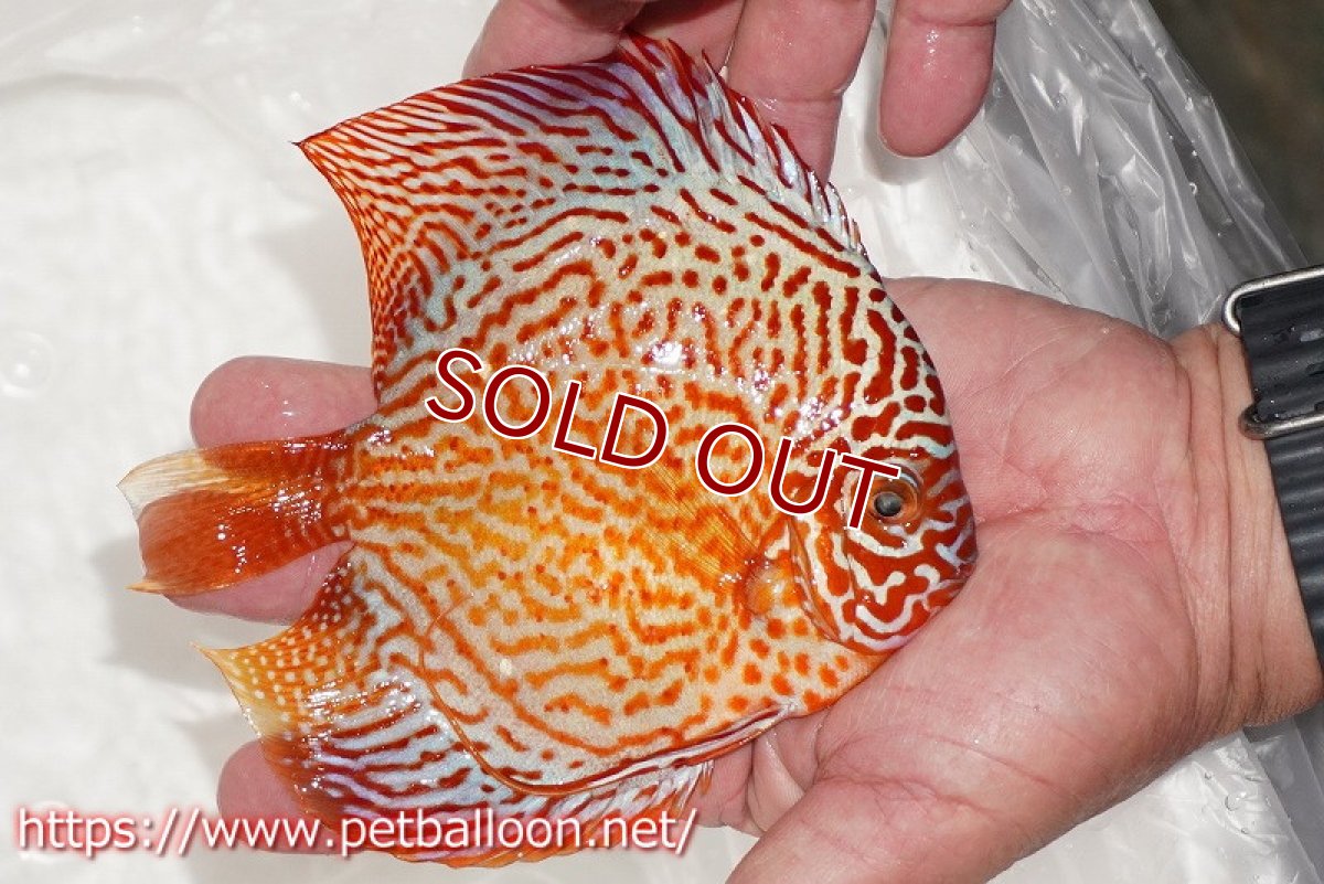 画像3: 【ディスカス】【通販】レッドスポットグリーンクロスワイルドロイヤルグリーン【個体販売】14-15cm（生体）ペナン　ブリーダー コイケンロック (3)