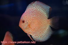 画像1: 【今月の特価個体】【ディスカス】【通販】スポットフェイスエラプション【個体販売】13-14cm（生体）ペナン　ブリーダー コイケンロック (1)