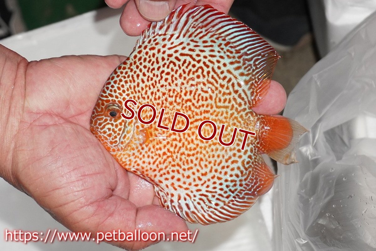 画像2: 【ディスカス】【通販】スポットフェイスエラプション【個体販売】13-14cm（生体）ペナン　ブリーダー コイケンロック (2)