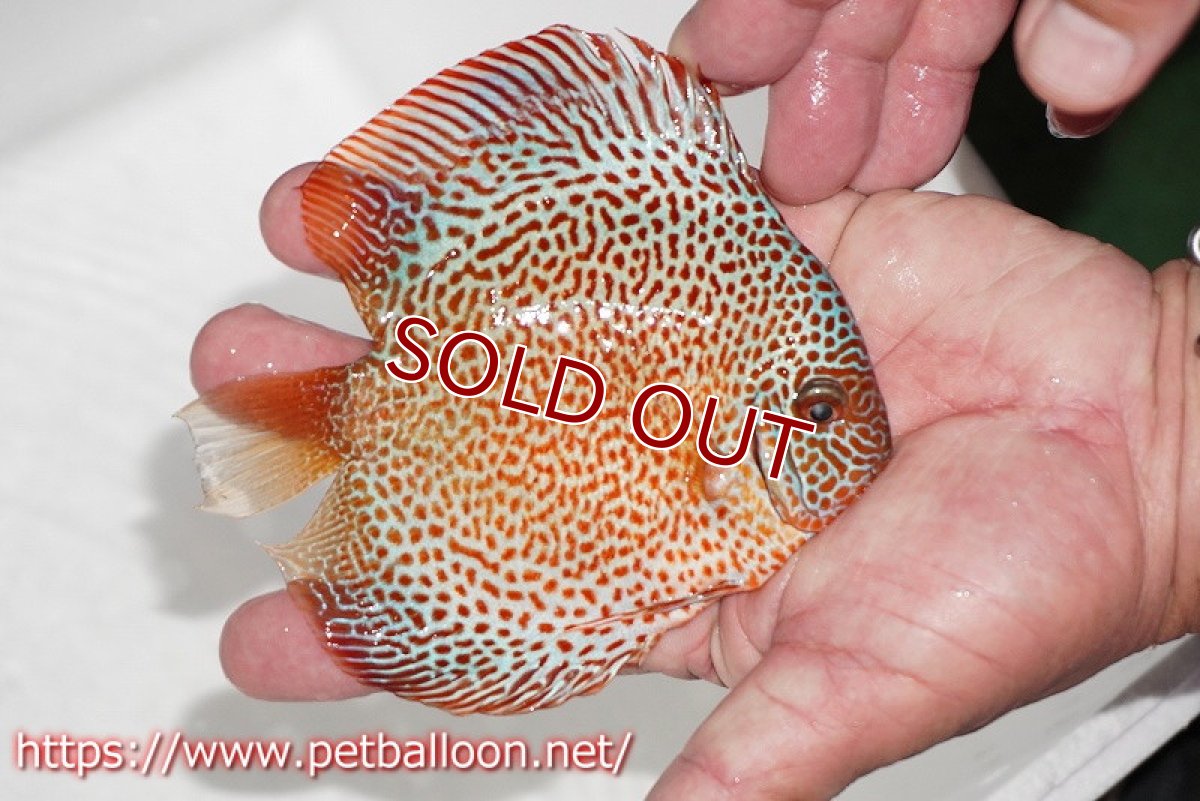 画像3: 【ディスカス】【通販】スポットフェイスエラプション【個体販売】13-14cm（生体）ペナン　ブリーダー コイケンロック (3)