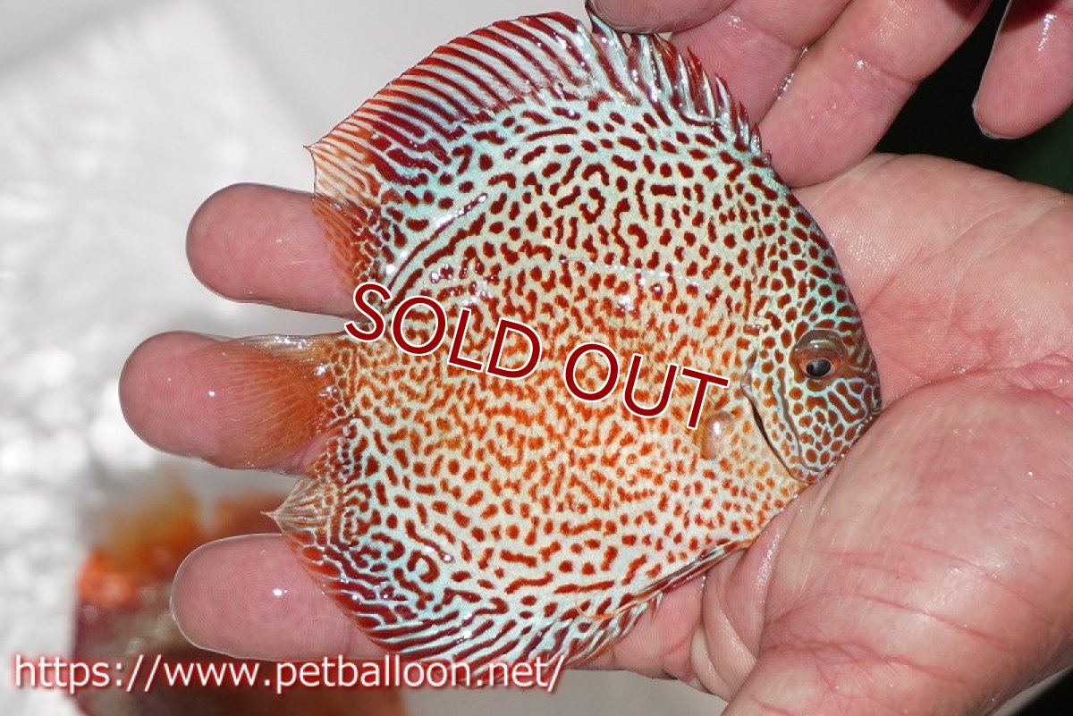 画像2: 【ディスカス】【通販】スポットフェイスエラプション【個体販売】13-14cm（生体）ペナン　ブリーダー コイケンロック (2)