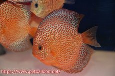 画像1: 【今月の特価個体】【ディスカス】【通販】スポットフェイスエラプション【個体販売】13-14cm（生体）ペナン　ブリーダー コイケンロック (1)