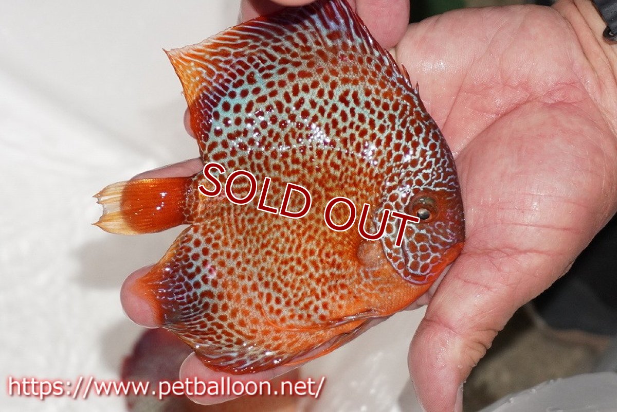 画像3: 【ディスカス】【通販】スポットフェイスエラプション【個体販売】13-14cm（生体）ペナン　ブリーダー コイケンロック (3)