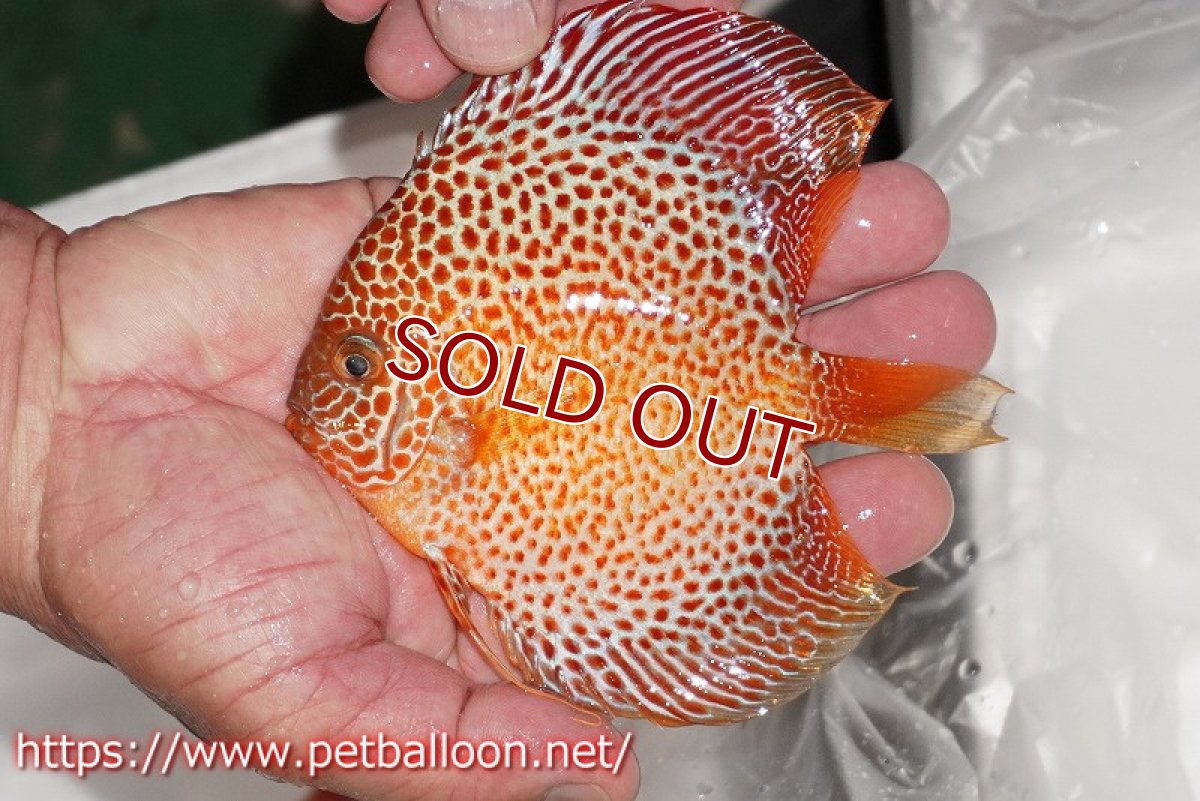 画像2: 【ディスカス】【通販】スポットフェイスエラプション【個体販売】13-14cm（生体）ペナン　ブリーダー コイケンロック (2)