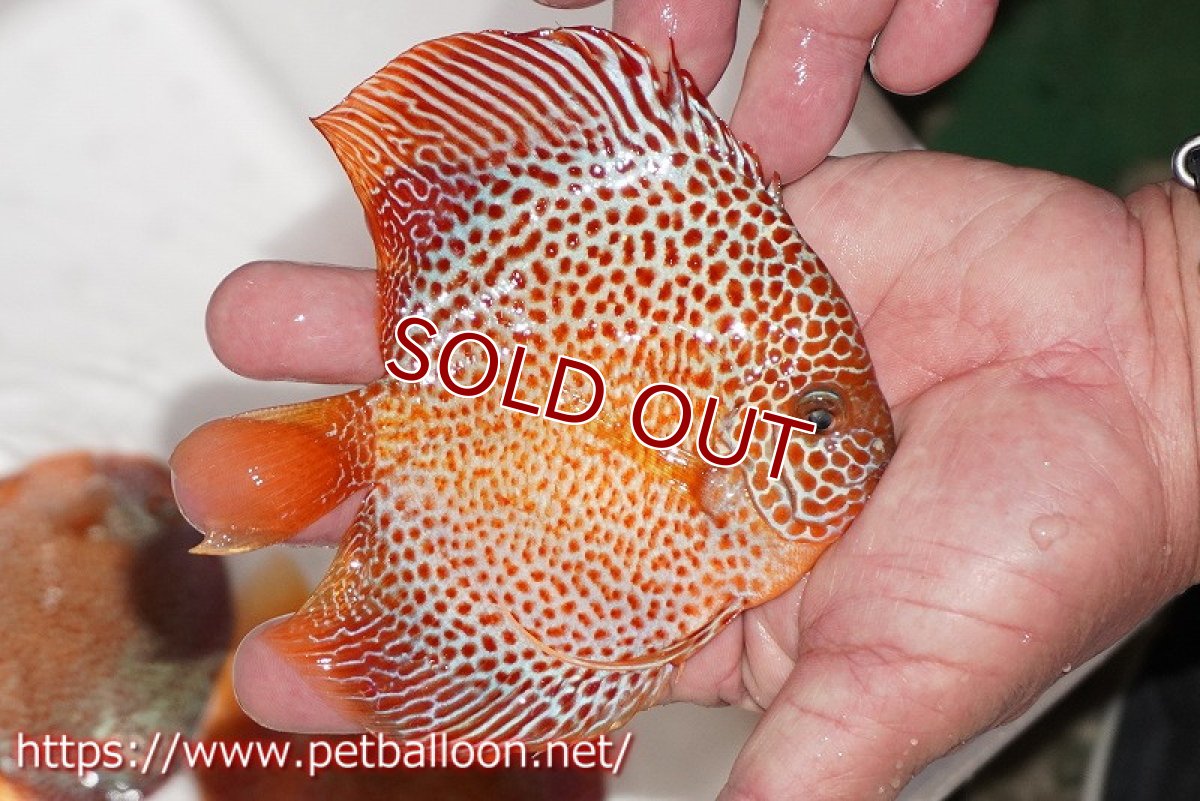 画像3: 【ディスカス】【通販】スポットフェイスエラプション【個体販売】13-14cm（生体）ペナン　ブリーダー コイケンロック (3)