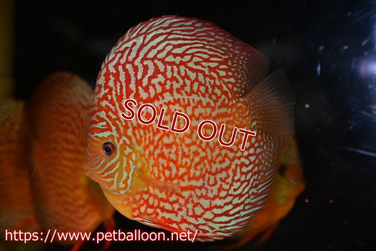 画像2: 【ディスカス】【通販】クリムゾンレッドギャラクシー スーパーハイフォーム（コンテストグレード）【個体販売】16cm（生体）マレーシア　NAディスカスファーム (2)