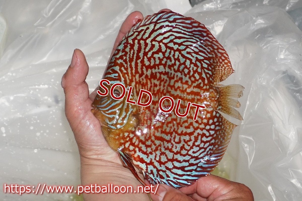 画像3: 【ディスカス】【通販】クリムゾンレッドギャラクシー スーパーハイフォーム（コンテストグレード）【個体販売】16cm（生体）マレーシア　NAディスカスファーム (3)