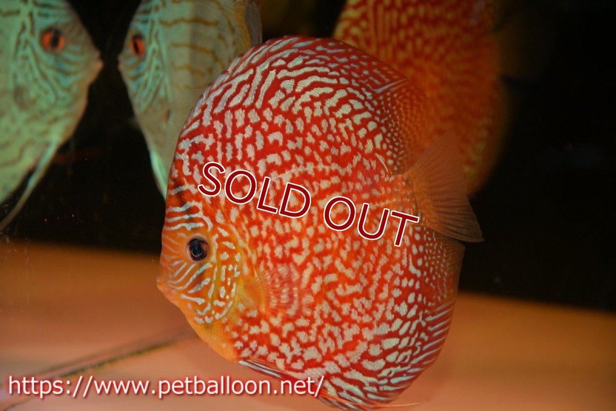 画像2: 【ディスカス】【通販】クリムゾンレッドギャラクシー スーパーハイフォーム（コンテストグレード）【個体販売】16cm（生体）マレーシア　NAディスカスファーム (2)