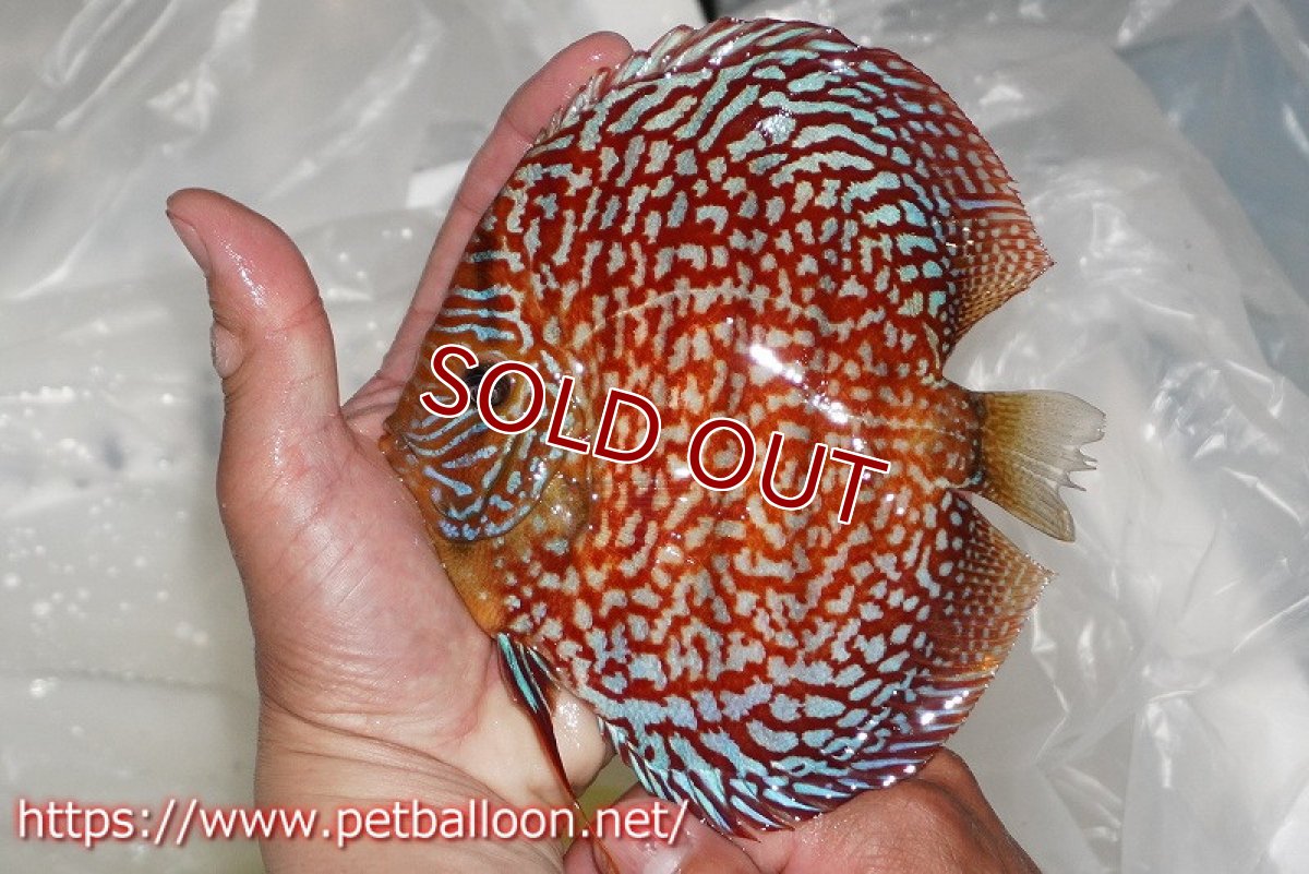 画像3: 【ディスカス】【通販】クリムゾンレッドギャラクシー スーパーハイフォーム（コンテストグレード）【個体販売】16cm（生体）マレーシア　NAディスカスファーム (3)