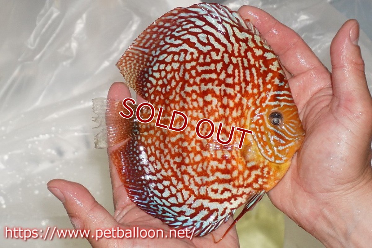 画像4: 【ディスカス】【通販】クリムゾンレッドギャラクシー スーパーハイフォーム（コンテストグレード）【個体販売】16cm（生体）マレーシア　NAディスカスファーム (4)