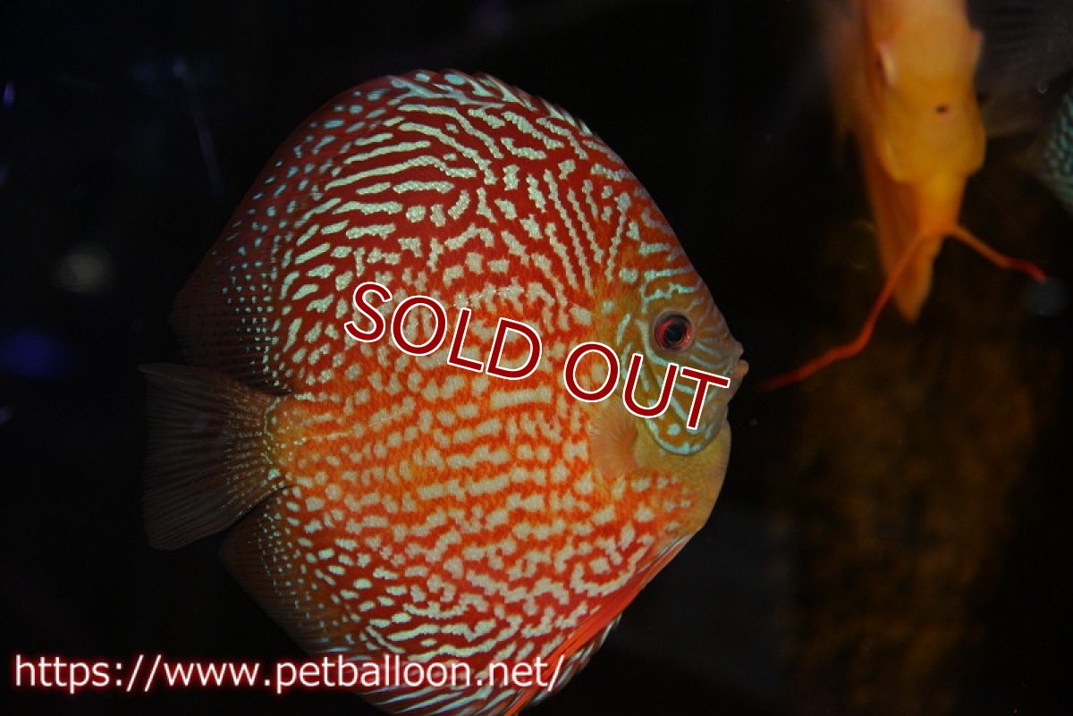 画像2: 【ディスカス】【通販】クリムゾンレッドギャラクシー スーパーハイフォーム（コンテストグレード）【個体販売】16cm（生体）マレーシア　NAディスカスファーム (2)