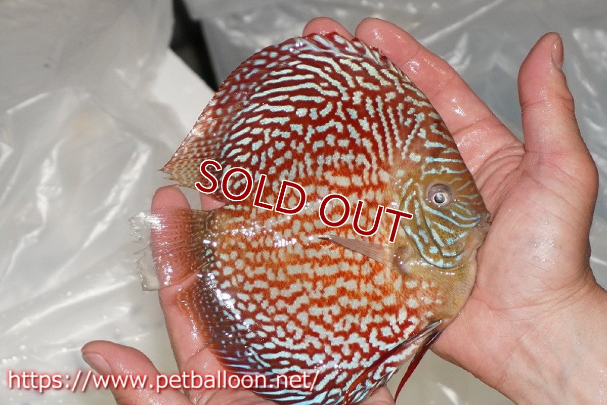 画像4: 【ディスカス】【通販】クリムゾンレッドギャラクシー スーパーハイフォーム（コンテストグレード）【個体販売】16cm（生体）マレーシア　NAディスカスファーム (4)