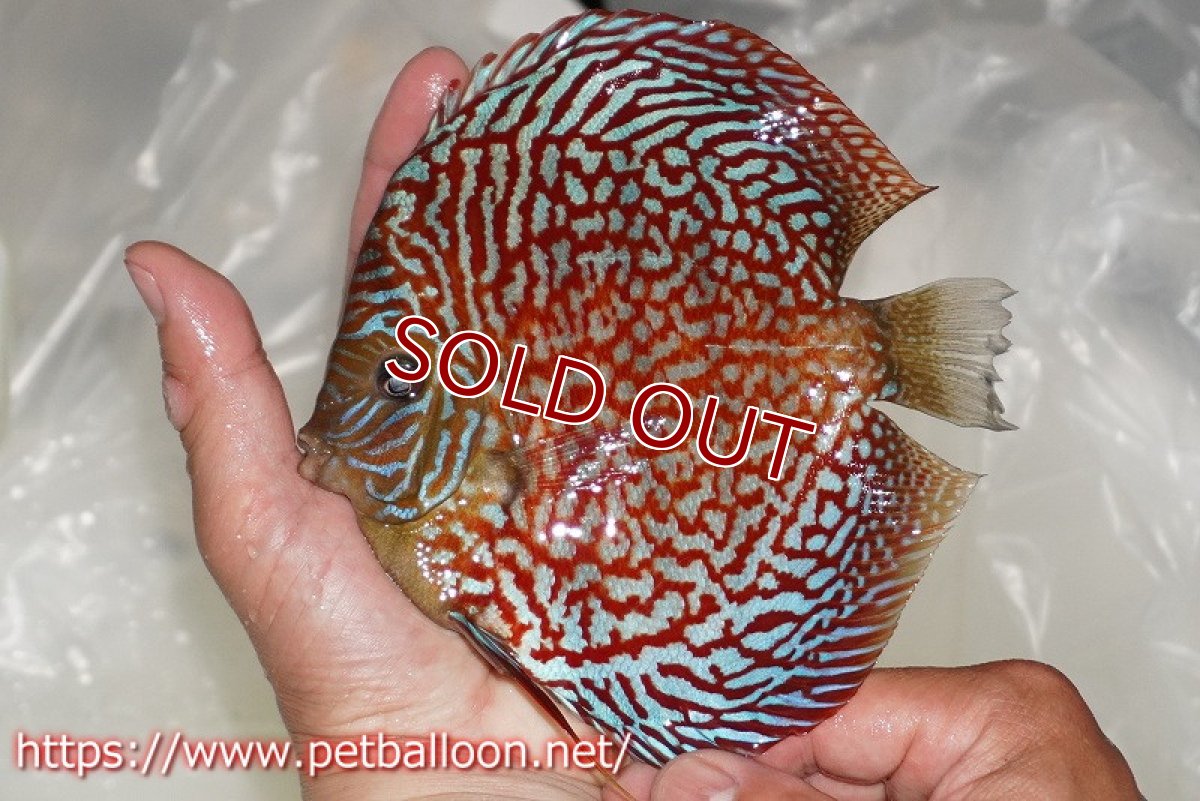 画像2: 【ディスカス】【通販】クリムゾンレッドギャラクシー スーパーハイフォーム（コンテストグレード）【個体販売】16cm（生体）マレーシア　NAディスカスファーム (2)