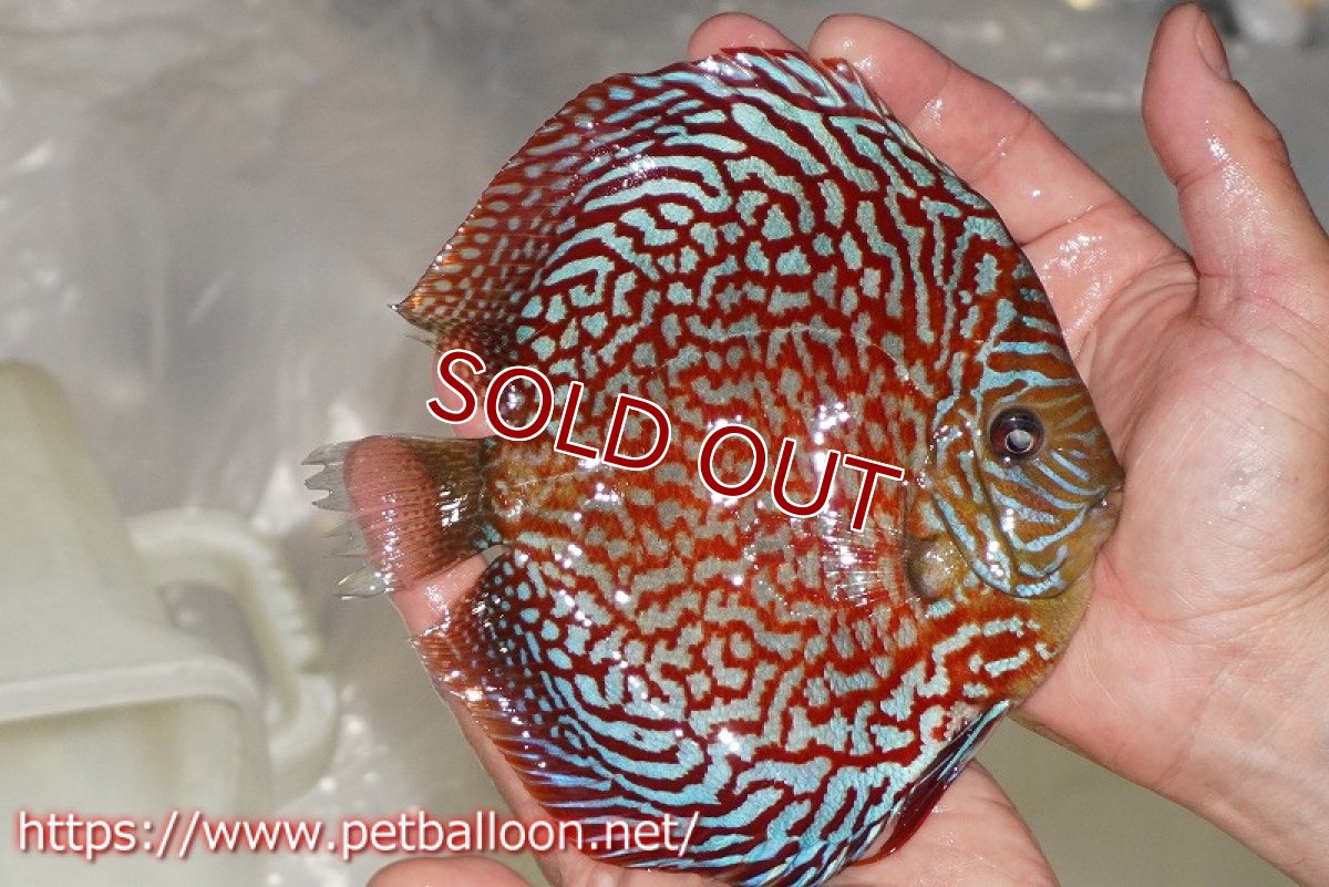 画像3: 【ディスカス】【通販】クリムゾンレッドギャラクシー スーパーハイフォーム（コンテストグレード）【個体販売】16cm（生体）マレーシア　NAディスカスファーム (3)