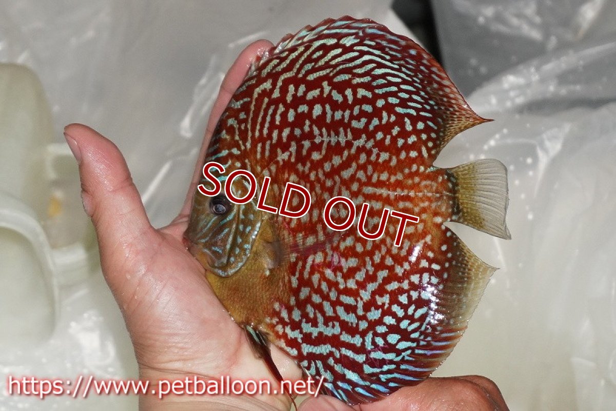 画像2: 【ディスカス】【通販】クリムゾンレッドギャラクシー スーパーハイフォーム（コンテストグレード）【個体販売】16cm（生体）マレーシア　NAディスカスファーム (2)