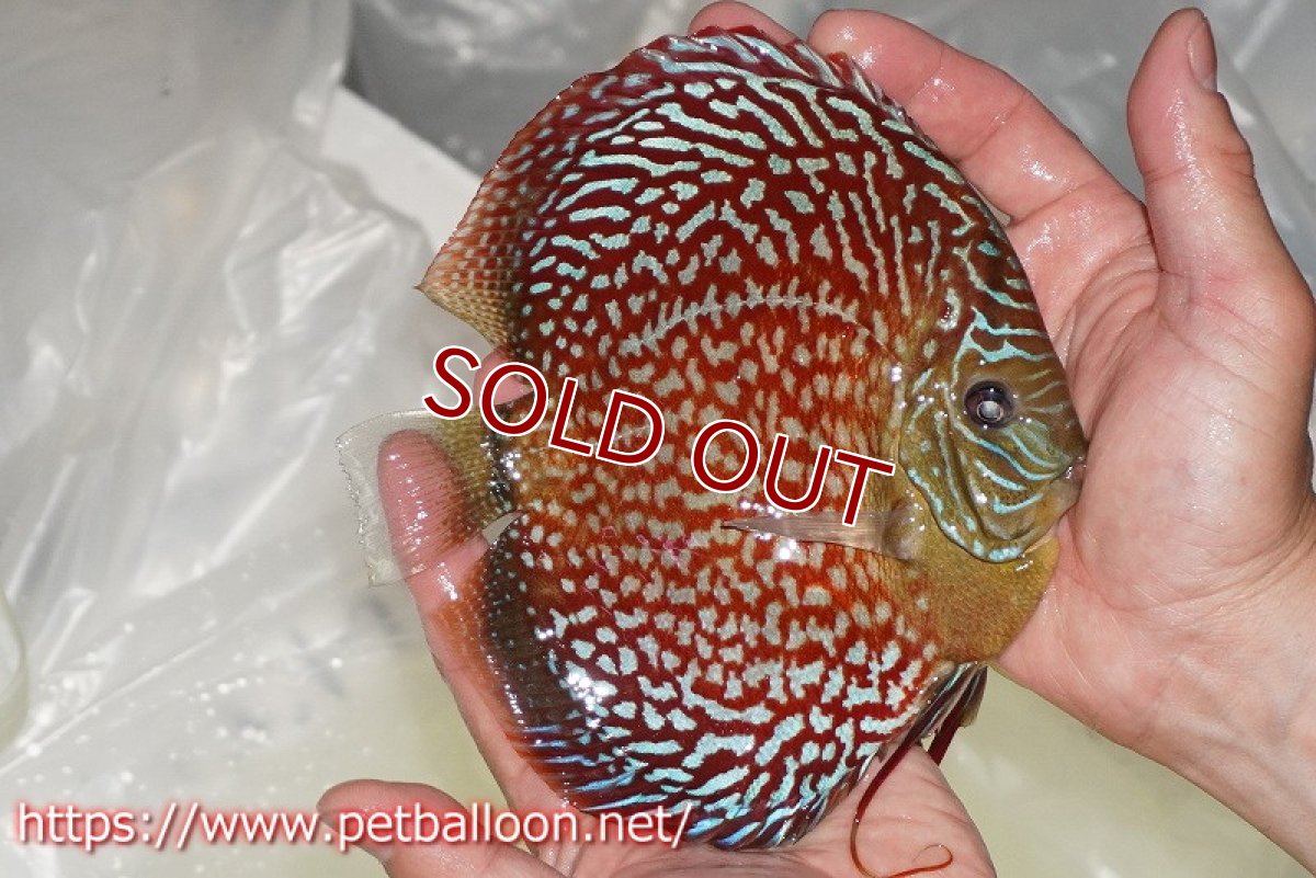 画像3: 【ディスカス】【通販】クリムゾンレッドギャラクシー スーパーハイフォーム（コンテストグレード）【個体販売】16cm（生体）マレーシア　NAディスカスファーム (3)