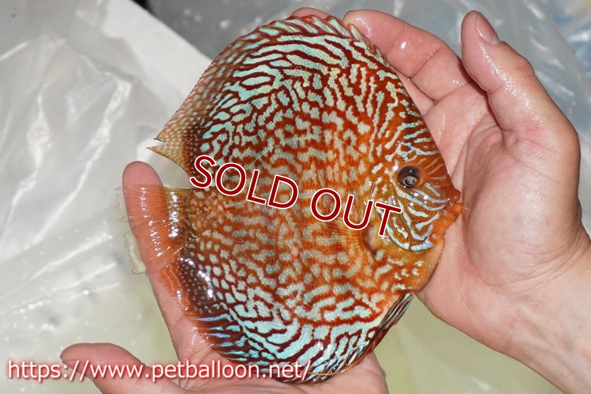 画像3: 【ディスカス】【通販】クリムゾンレッドギャラクシー スーパーハイフォーム（コンテストグレード）【個体販売】16cm（生体）マレーシア　NAディスカスファーム (3)