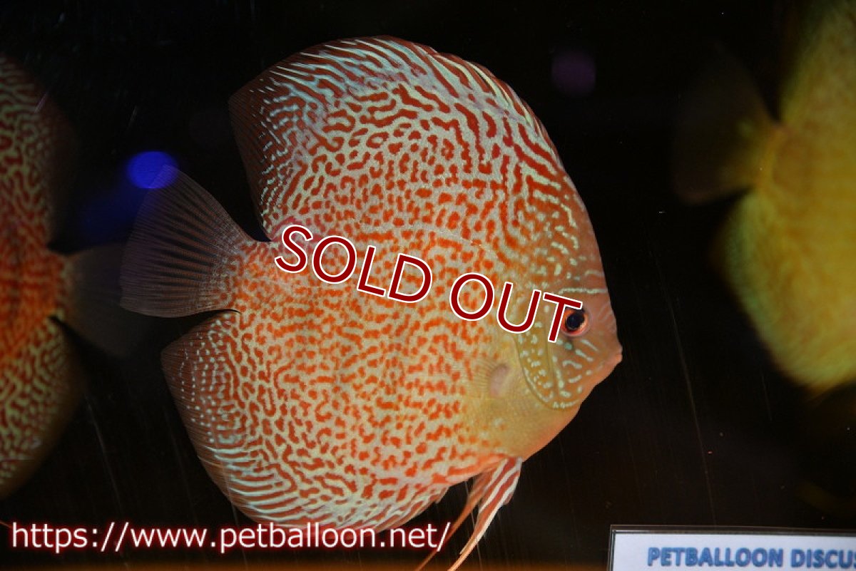 画像2: 【ディスカス】【通販】サクラレッドスポットグリーン　ハイフォーム【個体販売】14-15cm（生体）マレーシア　KLディスカスファーム (2)