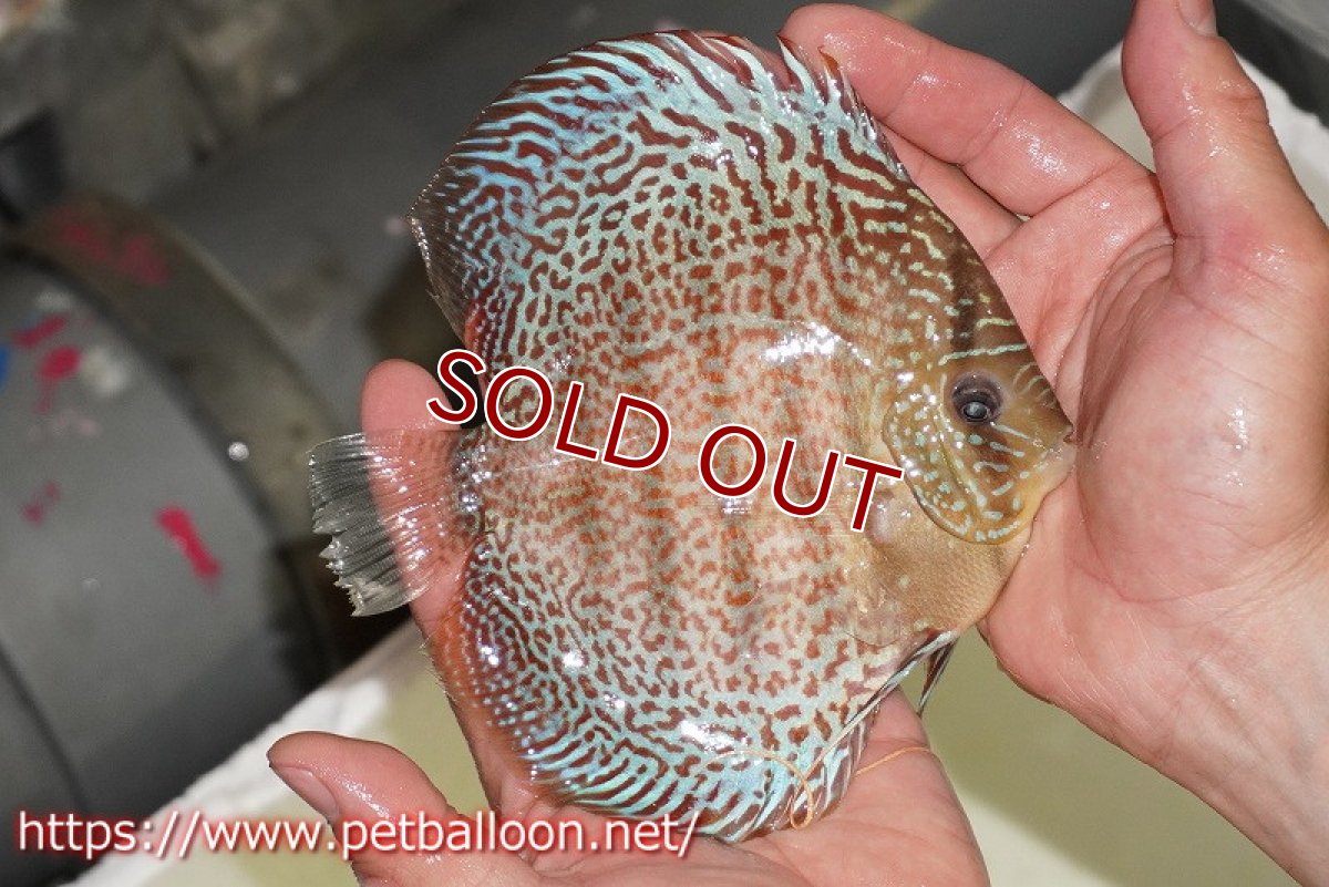 画像5: 【ディスカス】【通販】サクラレッドスポットグリーン　ハイフォーム【個体販売】14-15cm（生体）マレーシア　KLディスカスファーム (5)