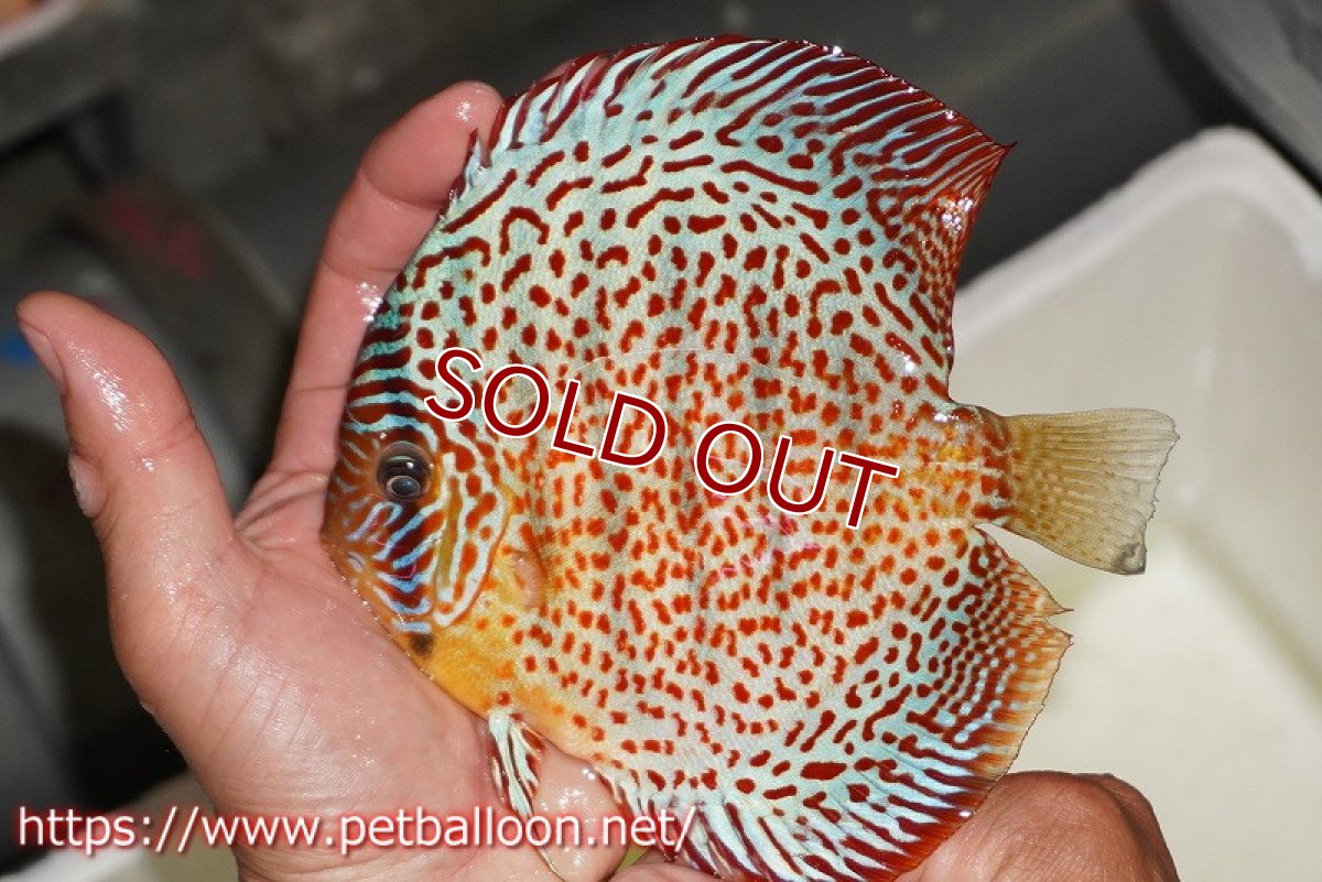 画像2: 【ディスカス】【通販】サクラレッドスポットグリーン　ハイフォーム【個体販売】14-15cm（生体）マレーシア　KLディスカスファーム (2)