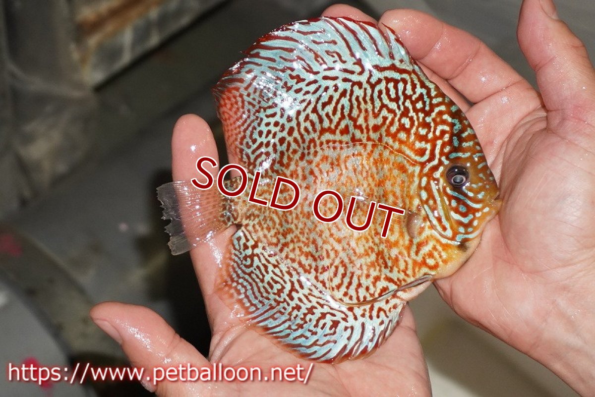 画像4: 【ディスカス】【通販】サクラレッドスポットグリーン　ハイフォーム【個体販売】14-15cm（生体）マレーシア　KLディスカスファーム (4)