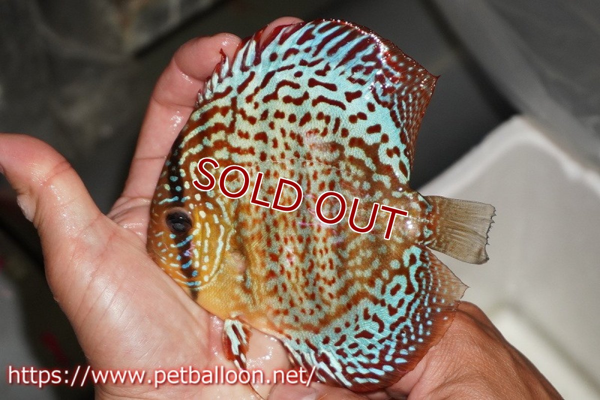 画像2: 【ディスカス】【通販】サクラレッドスポットグリーン　ハイフォーム【個体販売】14-15cm（生体）マレーシア　KLディスカスファーム (2)