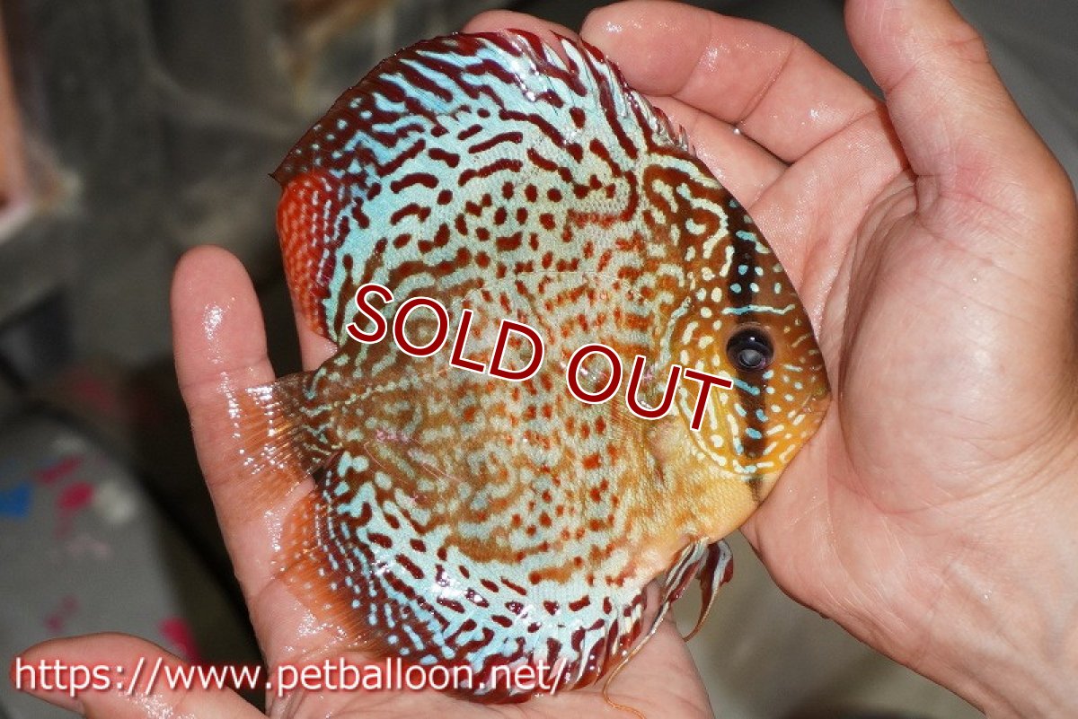 画像3: 【ディスカス】【通販】サクラレッドスポットグリーン　ハイフォーム【個体販売】14-15cm（生体）マレーシア　KLディスカスファーム (3)