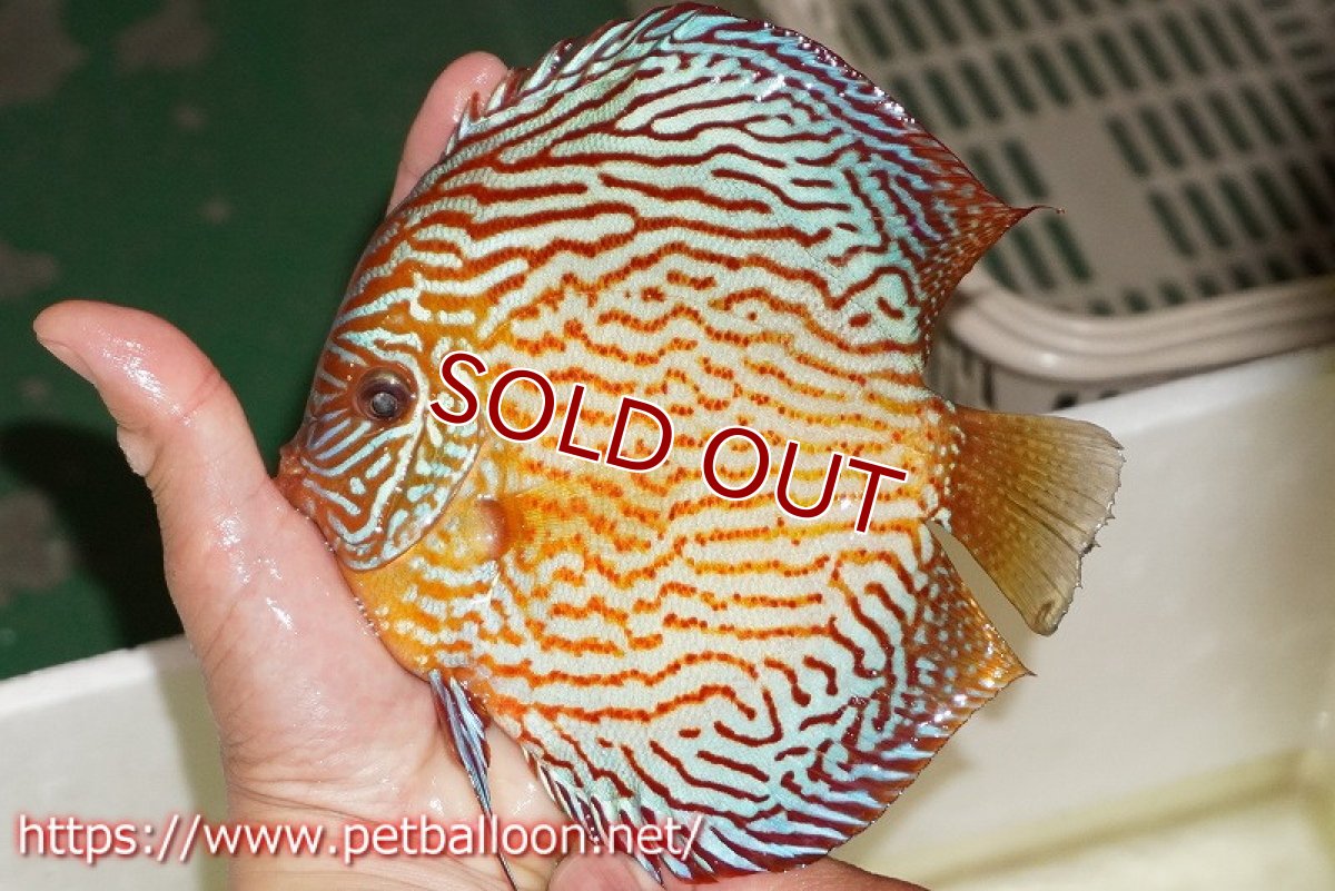 画像2: 【ディスカス】【通販】アルタムスターライトレッドターコイズ ハイフォーム（コンテストグレード）【個体販売】16-17cm（生体）マレーシア　NAディスカスファーム (2)