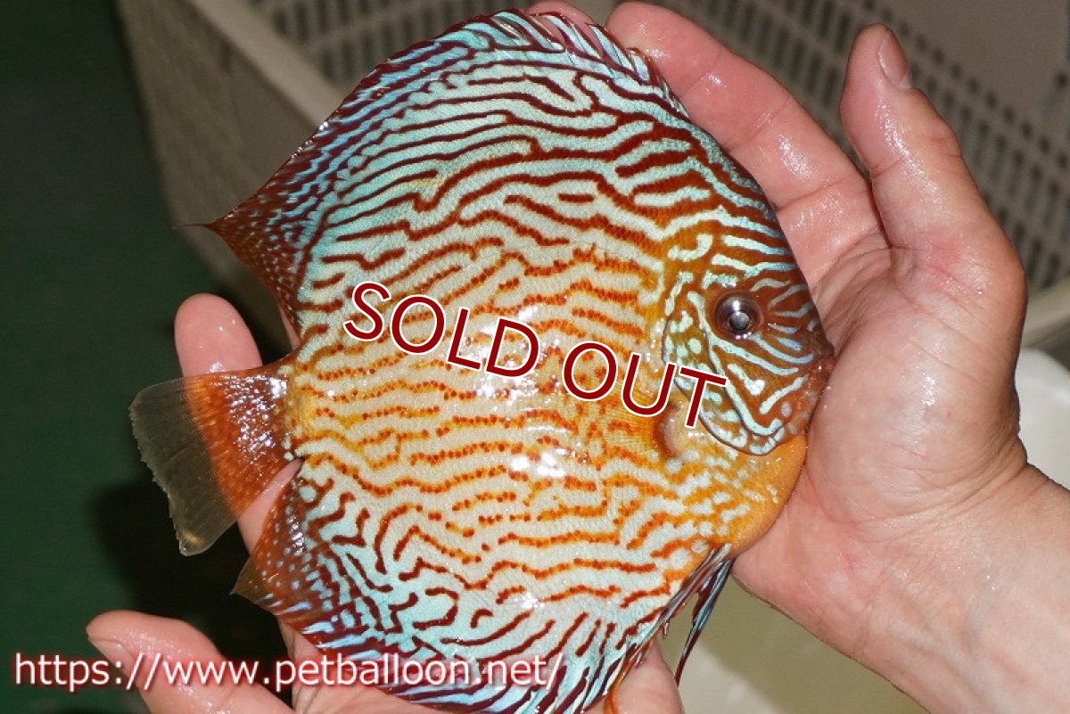 画像3: 【ディスカス】【通販】アルタムスターライトレッドターコイズ ハイフォーム（コンテストグレード）【個体販売】16-17cm（生体）マレーシア　NAディスカスファーム (3)