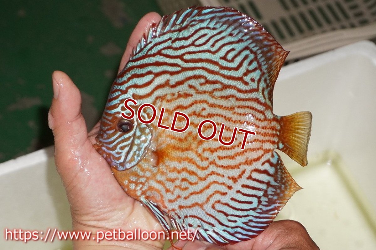 画像3: 【ディスカス】【通販】アルタムスターライトレッドターコイズ ハイフォーム（コンテストグレード）【個体販売】16-17cm（生体）マレーシア　NAディスカスファーム (3)