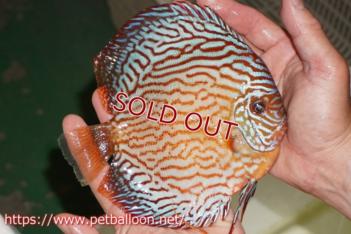 画像4: 【ディスカス】【通販】アルタムスターライトレッドターコイズ ハイフォーム（コンテストグレード）【個体販売】16-17cm（生体）マレーシア　NAディスカスファーム (4)