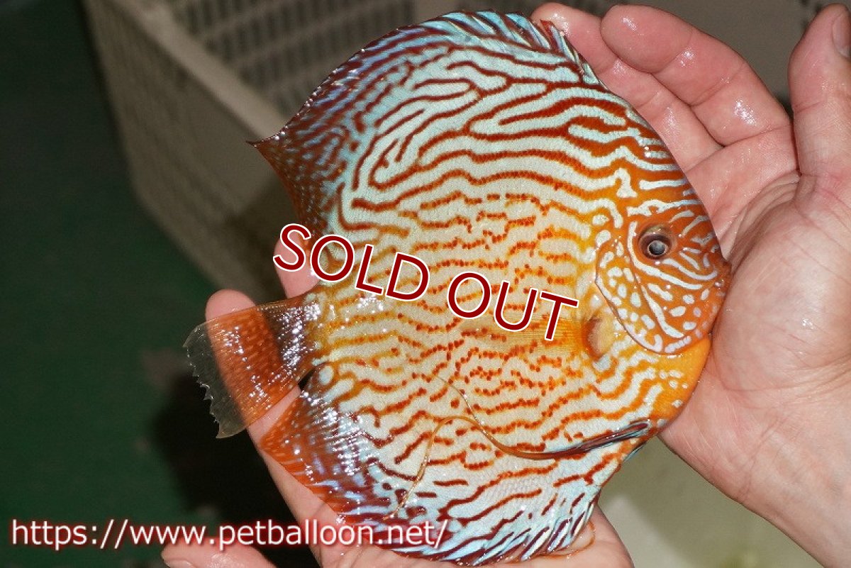 画像2: 【ディスカス】【通販】アルタムスターライトレッドターコイズ ハイフォーム（コンテストグレード）【個体販売】16-17cm（生体）マレーシア　NAディスカスファーム (2)