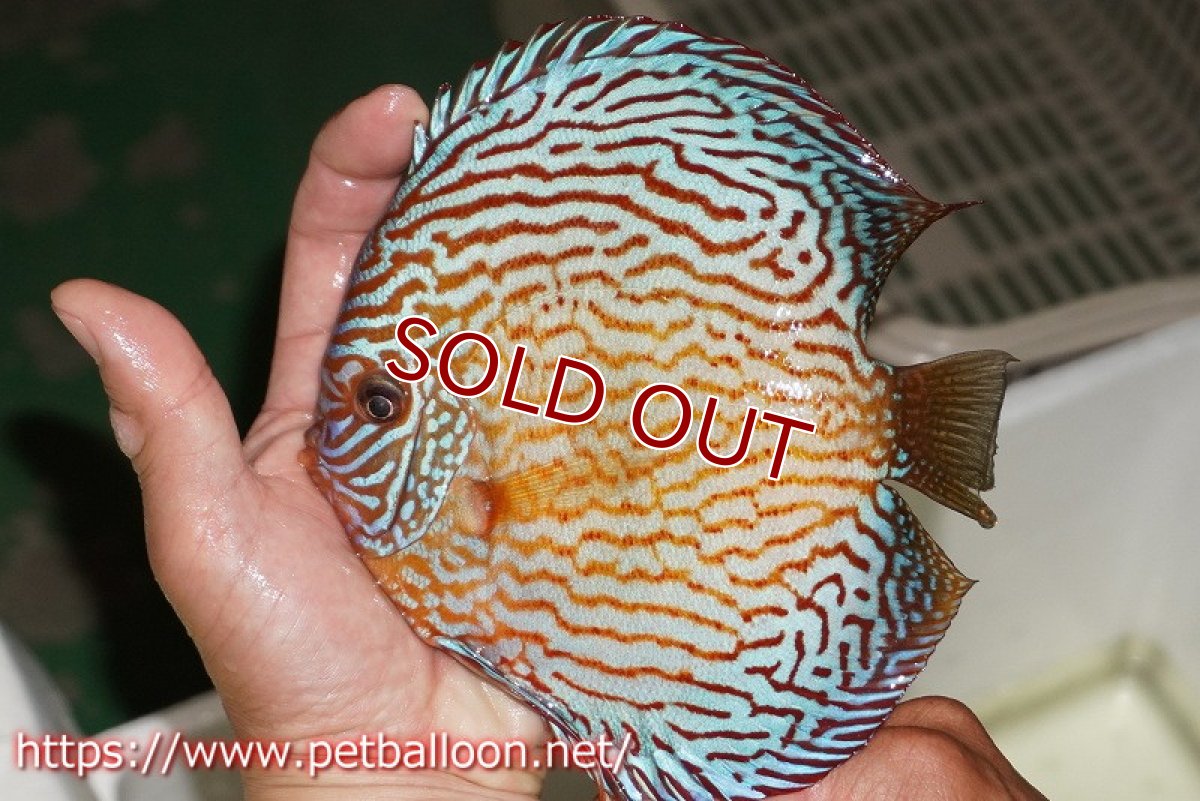 画像2: 【ディスカス】【通販】アルタムスターライトレッドターコイズ ハイフォーム（コンテストグレード）【個体販売】16-17cm（生体）マレーシア　NAディスカスファーム (2)