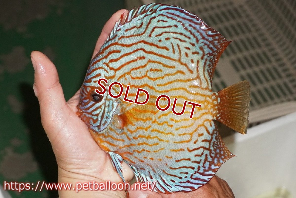 画像2: 【ディスカス】【通販】アルタムスターライトレッドターコイズ ハイフォーム（コンテストグレード）【個体販売】16-17cm（生体）マレーシア　NAディスカスファーム (2)