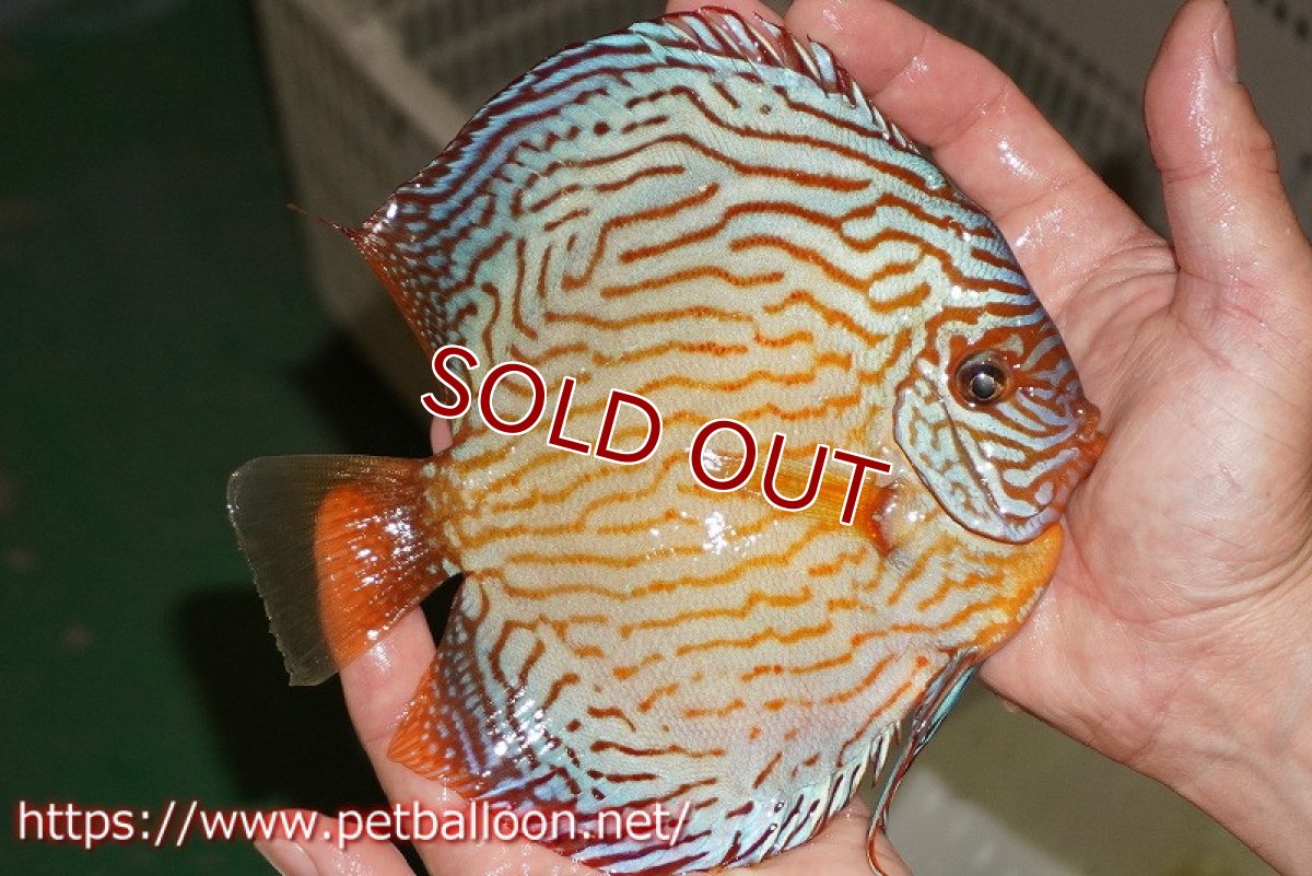 画像3: 【ディスカス】【通販】アルタムスターライトレッドターコイズ ハイフォーム（コンテストグレード）【個体販売】16-17cm（生体）マレーシア　NAディスカスファーム (3)