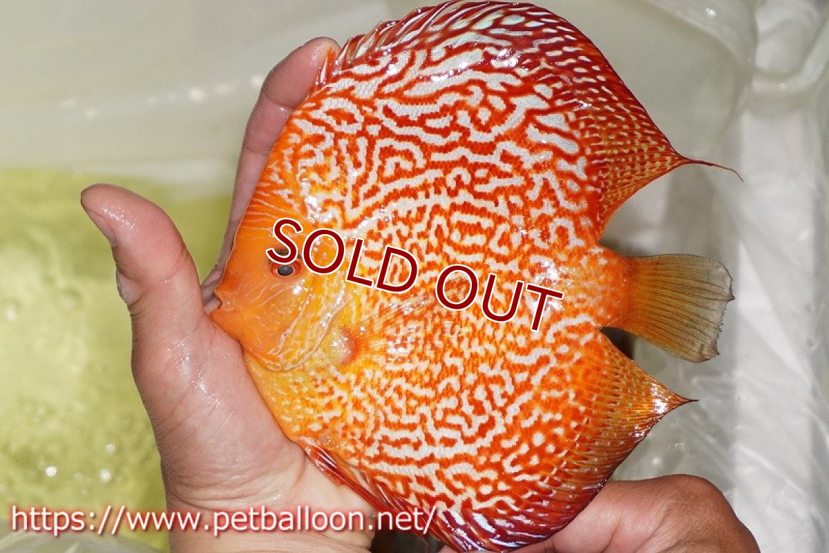 画像3: 【ディスカス】【通販】ピジョンスカーレットスネーク ハイフォーム【個体販売】16-17cm（生体）マレーシア　NAディスカスファーム (3)