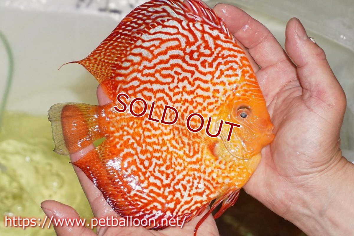 画像4: 【ディスカス】【通販】ピジョンスカーレットスネーク ハイフォーム【個体販売】16-17cm（生体）マレーシア　NAディスカスファーム (4)