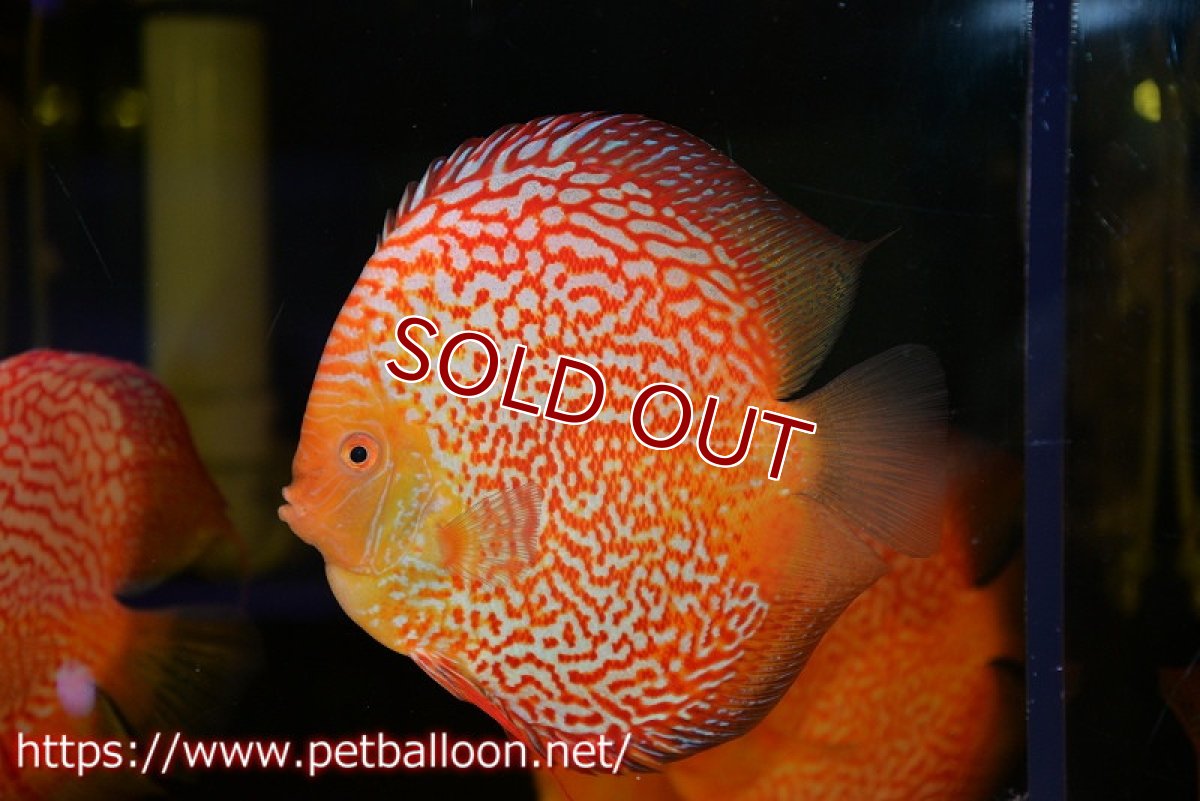 画像2: 【ディスカス】【通販】ピジョンスカーレットスネーク ハイフォーム【個体販売】16-17cm（生体）マレーシア　NAディスカスファーム (2)