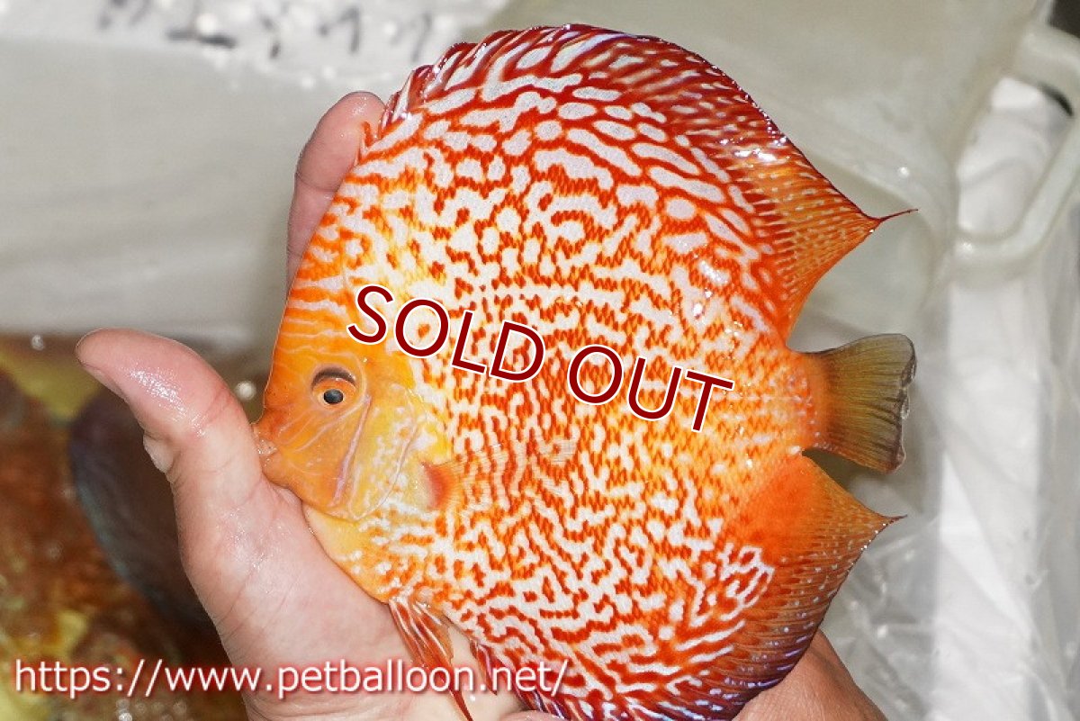 画像3: 【ディスカス】【通販】ピジョンスカーレットスネーク ハイフォーム【個体販売】16-17cm（生体）マレーシア　NAディスカスファーム (3)