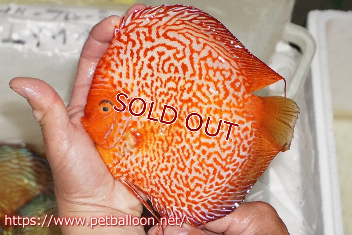 画像2: 【ディスカス】【通販】ピジョンスカーレットスネーク ハイフォーム【個体販売】16-17cm（生体）マレーシア　NAディスカスファーム (2)