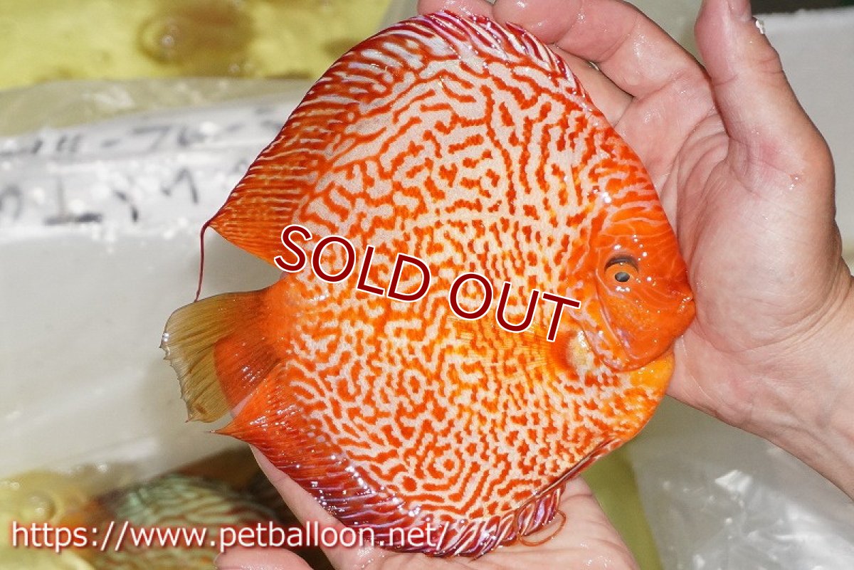 画像3: 【ディスカス】【通販】ピジョンスカーレットスネーク ハイフォーム【個体販売】16-17cm（生体）マレーシア　NAディスカスファーム (3)