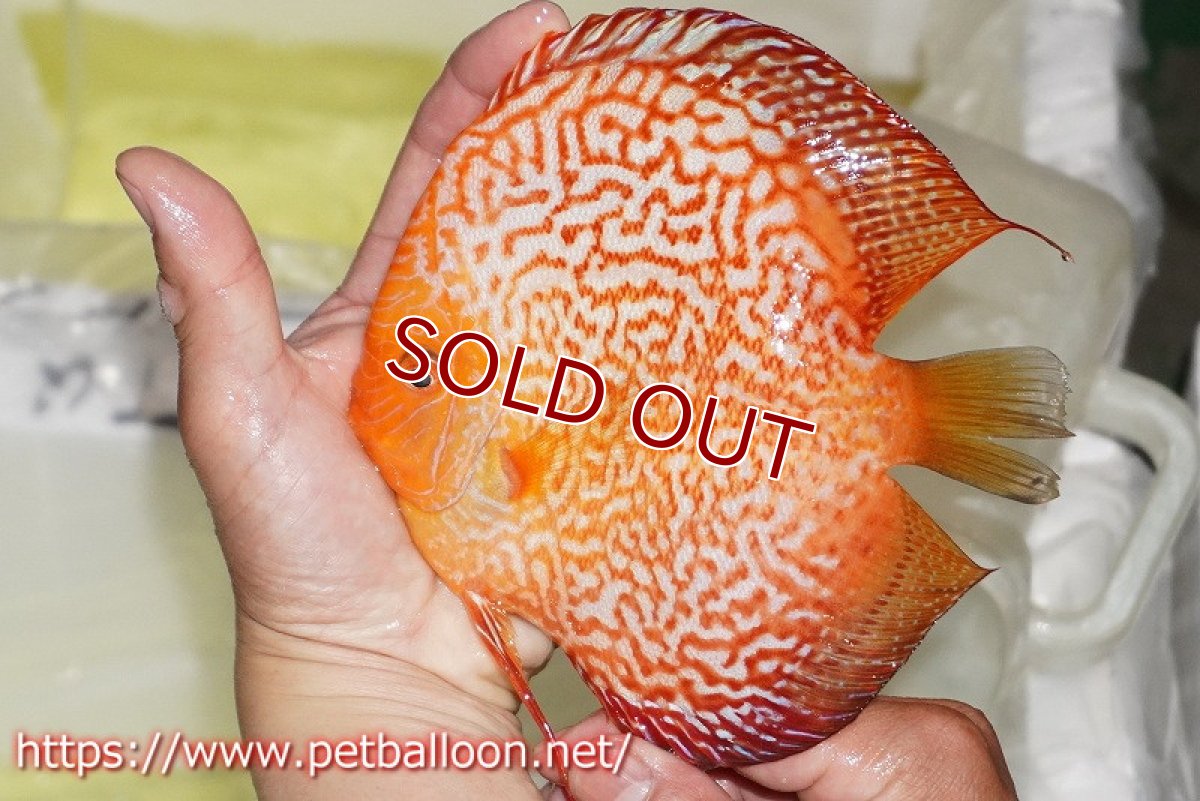 画像2: 【ディスカス】【通販】ピジョンスカーレットスネーク ハイフォーム【個体販売】16-17cm（生体）マレーシア　NAディスカスファーム (2)