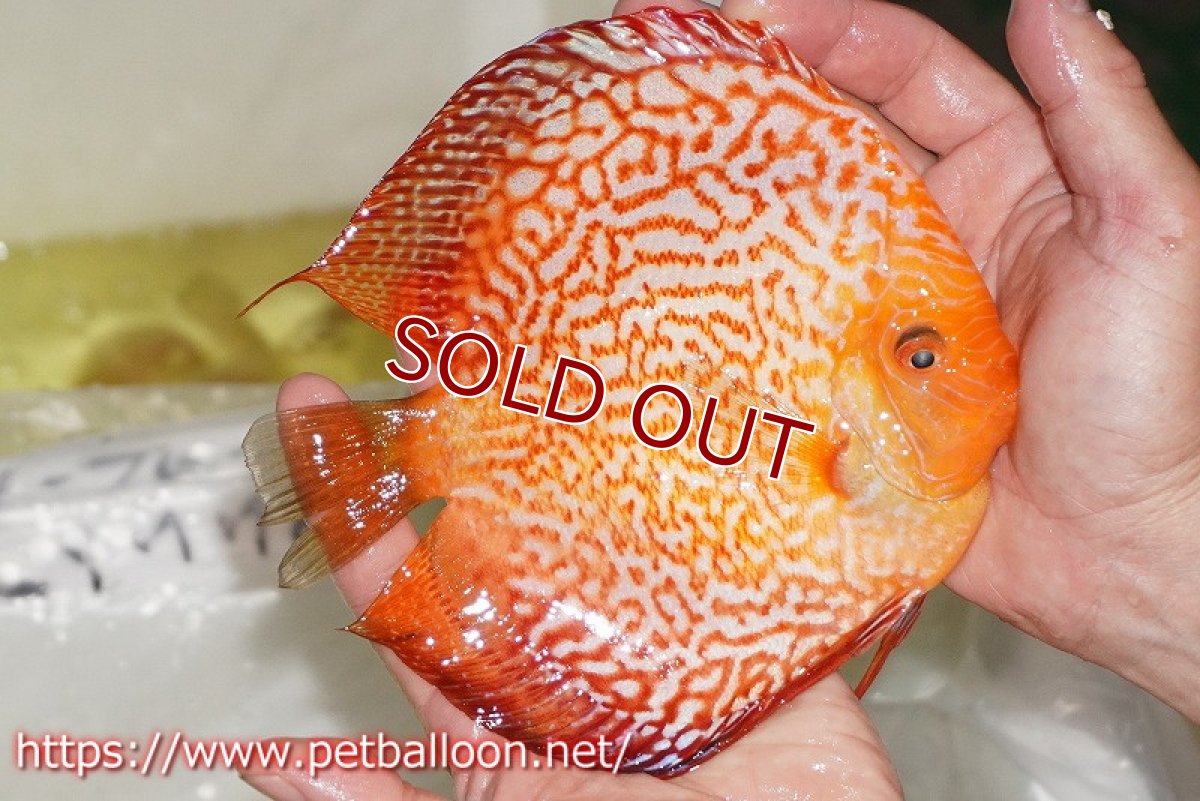 画像3: 【ディスカス】【通販】ピジョンスカーレットスネーク ハイフォーム【個体販売】16-17cm（生体）マレーシア　NAディスカスファーム (3)