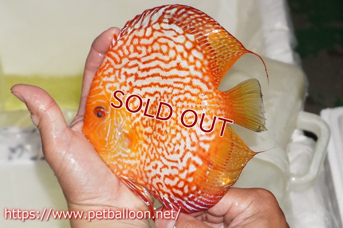 画像3: 【ディスカス】【通販】ピジョンスカーレットスネーク ハイフォーム【個体販売】16-17cm（生体）マレーシア　NAディスカスファーム (3)