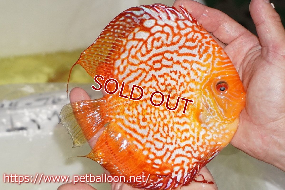 画像4: 【ディスカス】【通販】ピジョンスカーレットスネーク ハイフォーム【個体販売】16-17cm（生体）マレーシア　NAディスカスファーム (4)